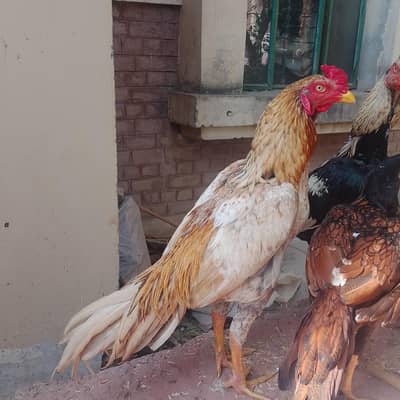 Aseel murga/ patha (pure aseel murga)