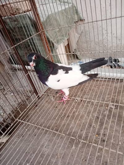 Pigeon Black khaal male