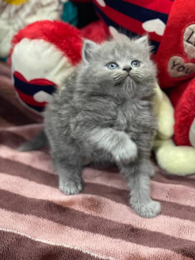 Persian Kittens | litter Trained | Doll Face | Punch Face | Ava