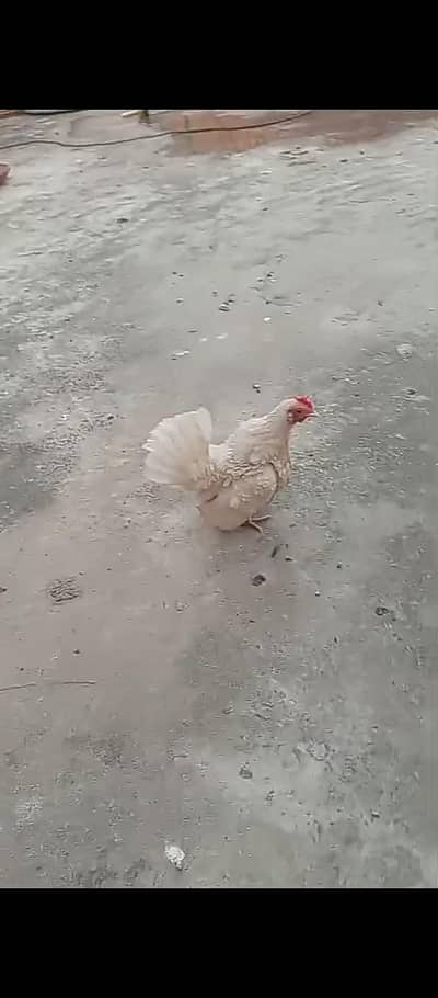 pair Mini flowers Fancy hen