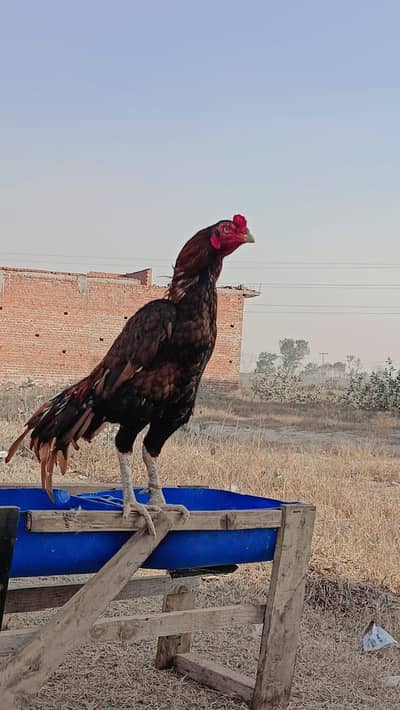 Mianwali Murga For Sale