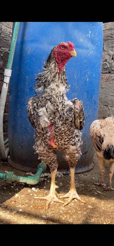 Japnese shamo pair for sale