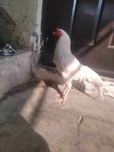 i am selling in emergency