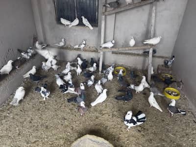 fancy pigeon | kabutar Jacobin frillback saddle | amarican fantail|