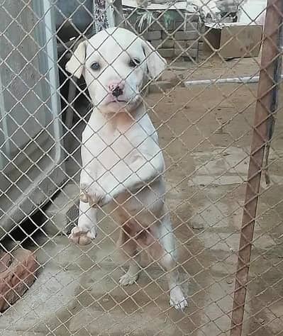 bulli gultair male pup