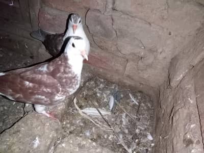 03241072723 WhatsApp number