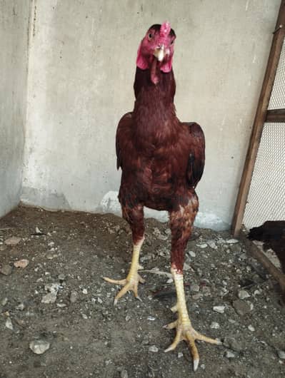 aseel murgha for sel