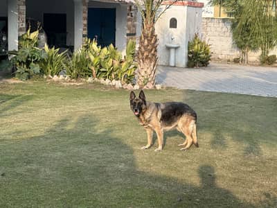 Female German shepherd