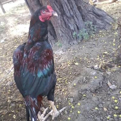 Pakistani aseel murga