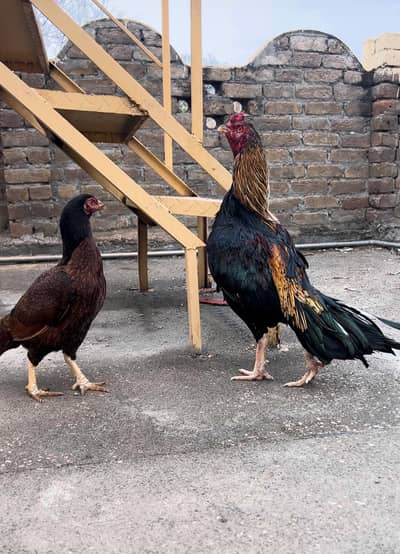 aseel sava breader and madi exchange also