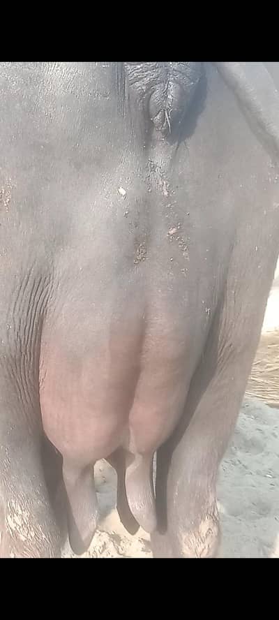 pure naili Ravi Buffalo taza soue Sath kti 4 dn ki soue