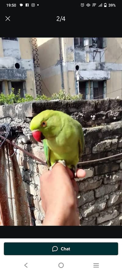 very beautiful parrot big male