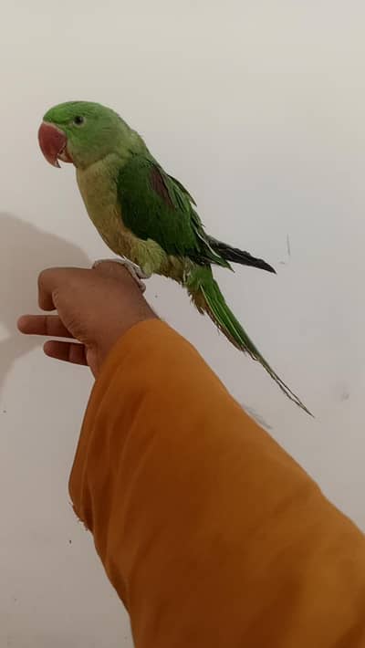 Handtame parrot