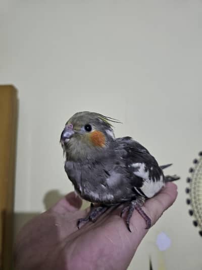 super handtame super healthy and active cocktail chick