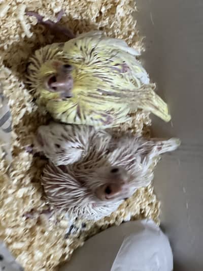 Cocktails chick for sale