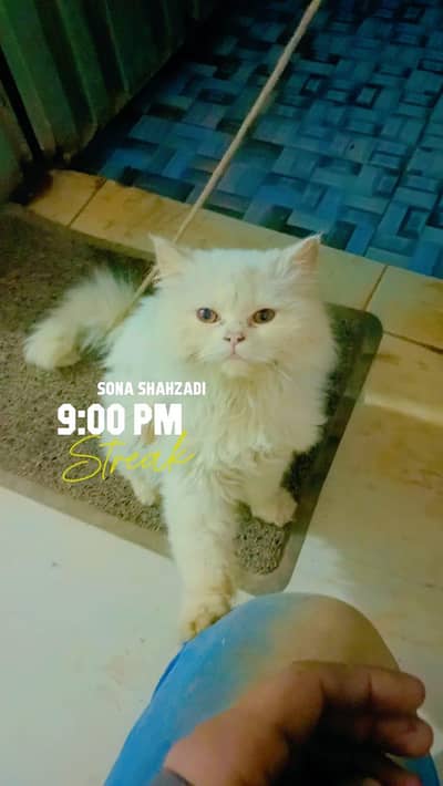 male white pershion cat