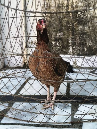 Pyorr Aseel 03329675737 whstp