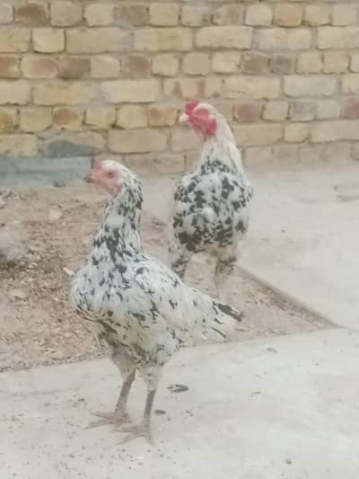 Breader Mianwali Aseel pair