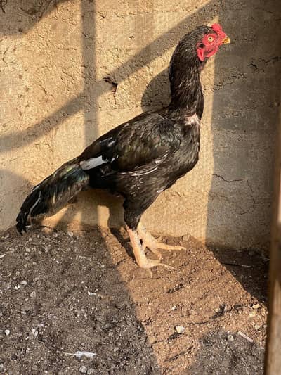 Black Mushka Young Male