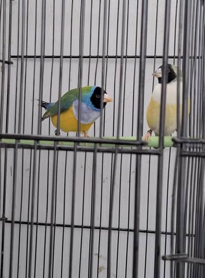 Gouldian finch Exhibition size ready to first bread