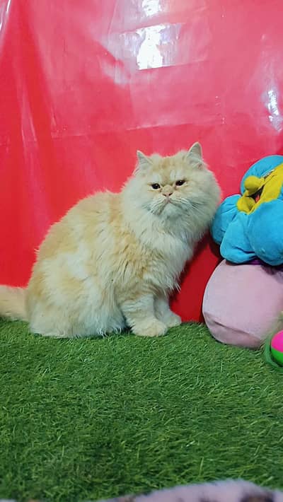 Persian Golden Punch Face Male Cat