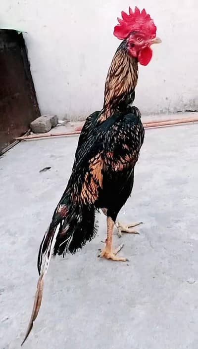 Bengum shajra aseel high quality cargo possible 0316,15,10,578