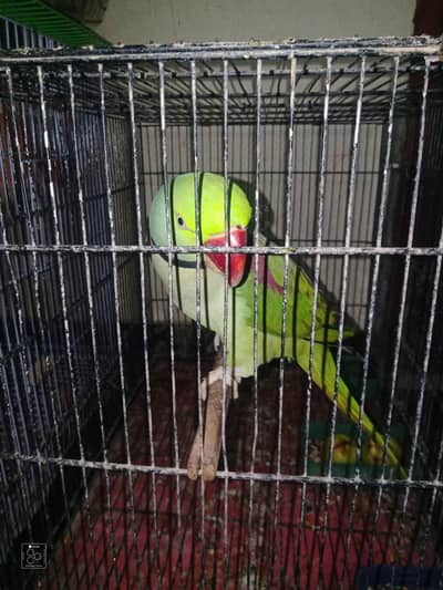 Raw parrots taking kartha hai or full active with kahta bhi nhi hai