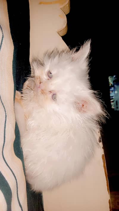 Punch face 45 days around good quality and play lfull health