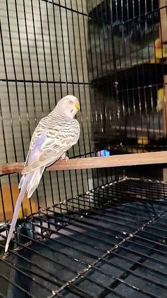 German fellow pure pair