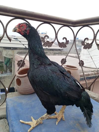 seal murgi from sale