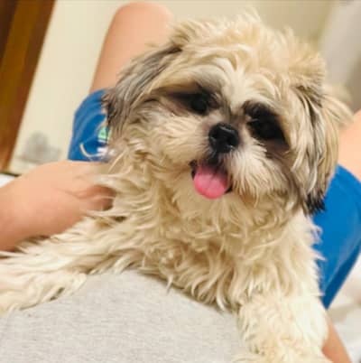 Shihtzu Puppy for sale