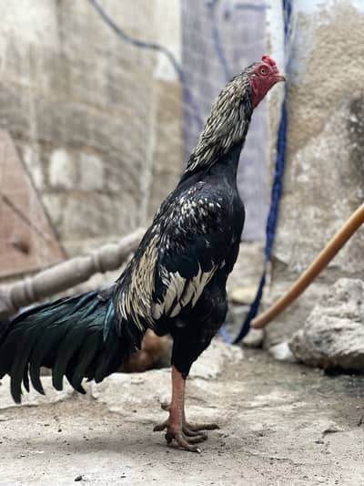 Aseel 2 murga for sale