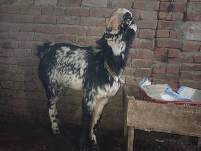 dogla dysi bkra for sal  mnsb ryt me sirf  55000 me wtsup03000252608