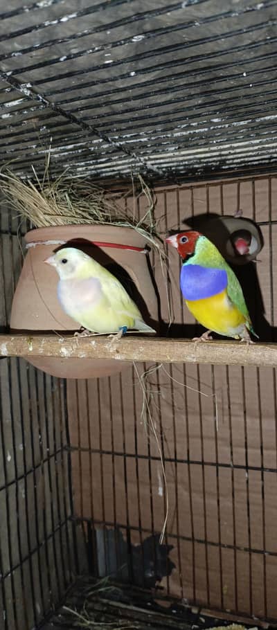 Goldian breader pair