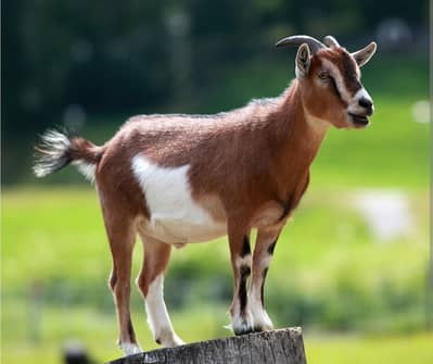 Bakra palnay ka mahir / Goat farming expert