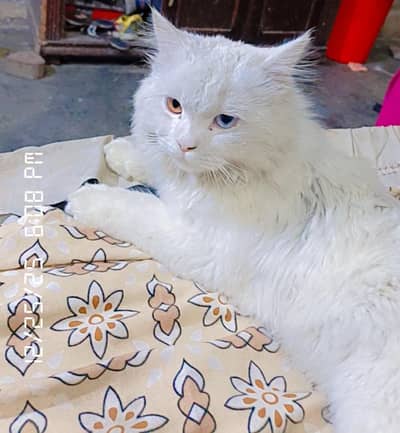 Persian cat male