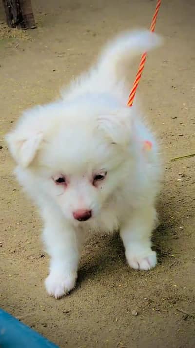 Russian puppy for sale