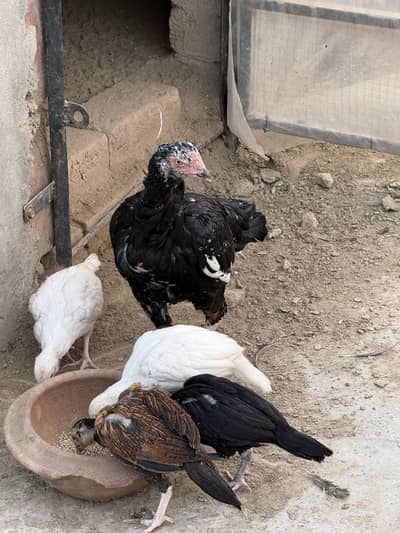Lasani hen with chicks