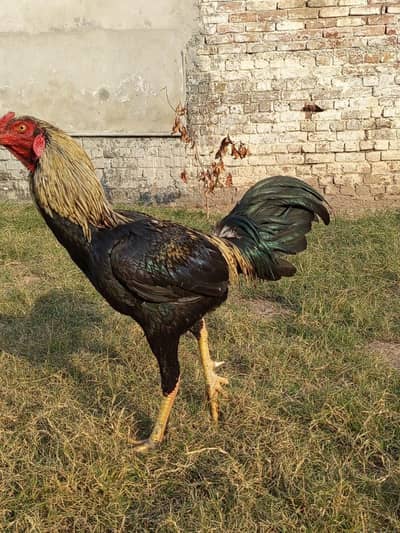 java aseel murga for sale very beautiful murga