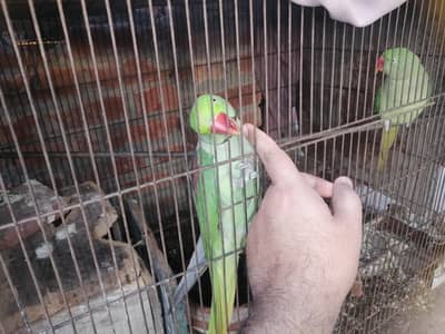raw parrot pair