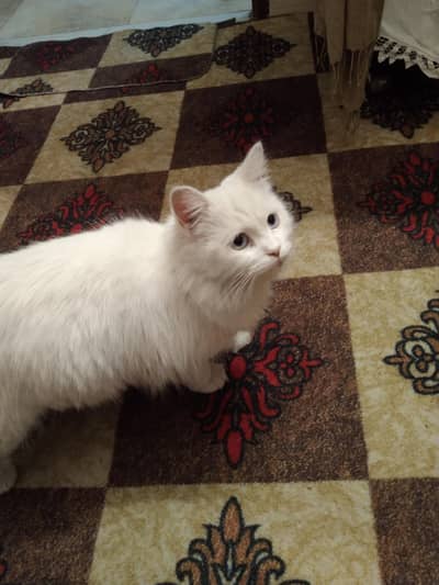 white Persian kitten