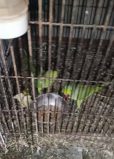 ringnick perrot bredar 3 jory Ando bacho ki garnti and 3 cage