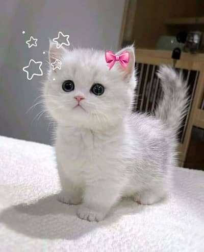 persian white kitten of 3 months