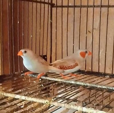 Isabel Penguin Finch Adult Pair (Rare Mutation)