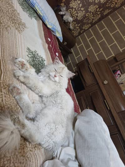 Beautiful Persian Cat for Sale – Male