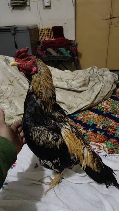 jawa miyawali mazbut gand jor dabal adi fahitar