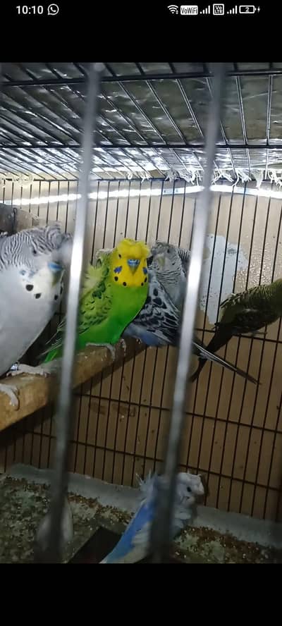 single flower hogo pair