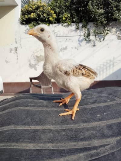 high quality aseel piplan breed chicks