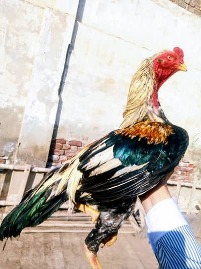 high quality aseel piplan breed patha