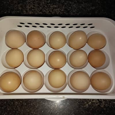 pure desi egg on cheap rate